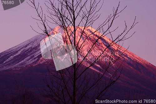 Image of Purple Fuji