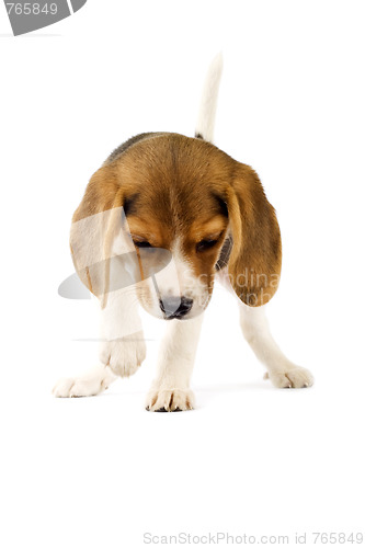 Image of Adorable young beagle puppy