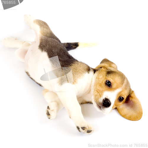 Image of beagle puppy rolling