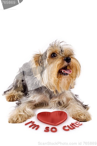 Image of yorkshire terrier with a 3d heart