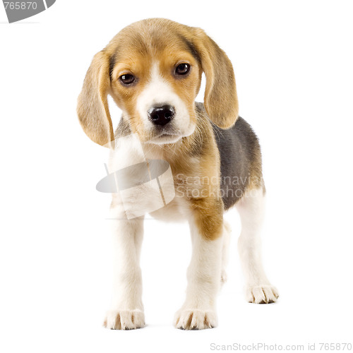 Image of Beagle in front of white background