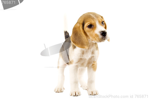 Image of Beagle in front of white background