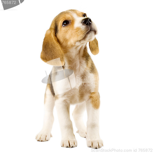 Image of beagle puppy