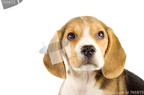 Image of Little beagle puppy