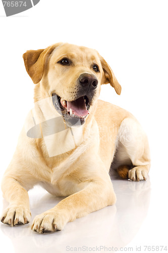 Image of Puppy Labrador retriever