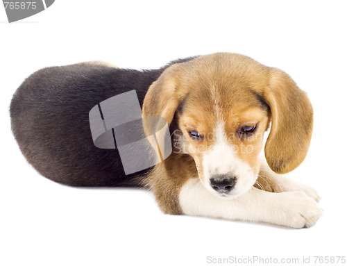Image of small beagle puppy lying down