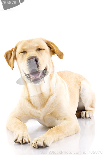 Image of golden retriever posing in studio. Isolated on white
