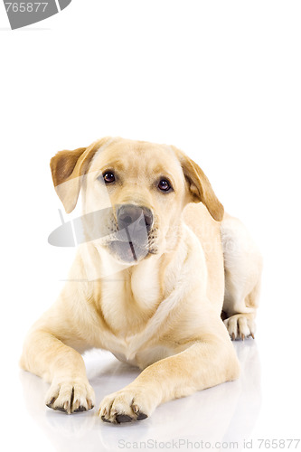 Image of sad looking labrador retriever