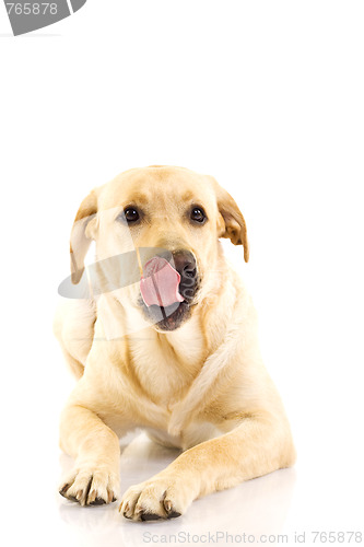 Image of labrador retriever puppy licking his mouth