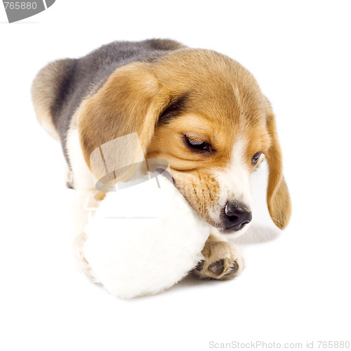 Image of Adorable young beagle pup