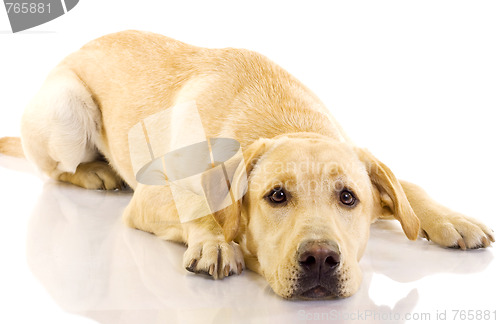 Image of Puppy Labrador retriever