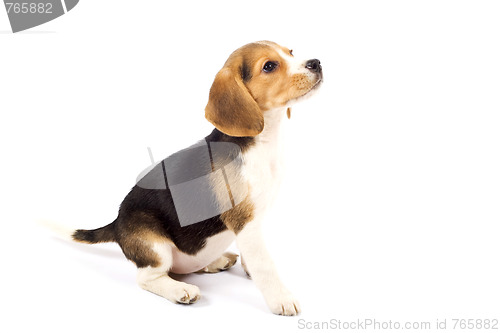 Image of Beagle in front of white background