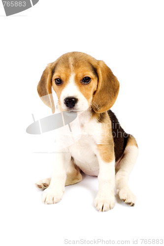 Image of  Beagle in front of white background