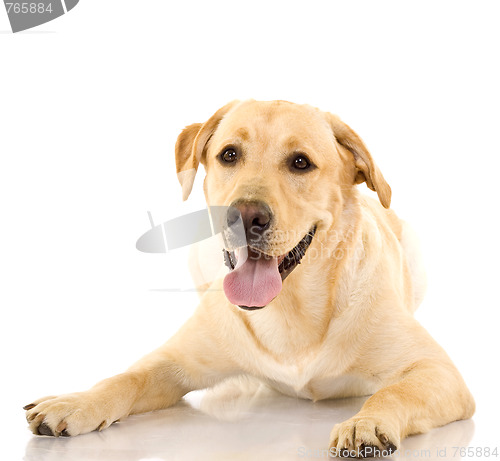 Image of A cute golden retriever dog