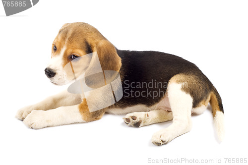 Image of sad beagle
