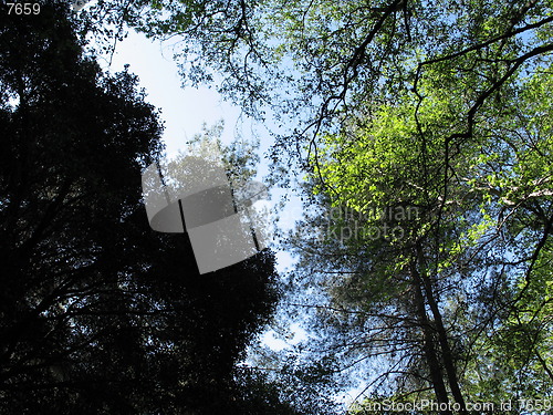 Image of Tree high. Platres, Cyprus