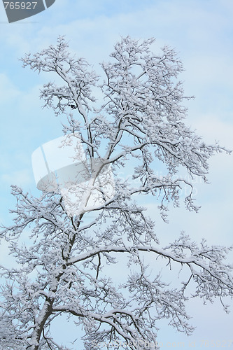 Image of winter tree