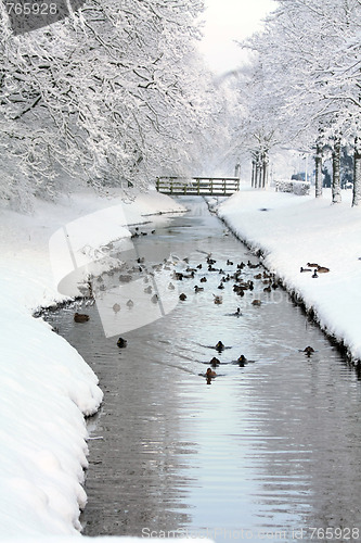 Image of Ducks in a frozen ditch