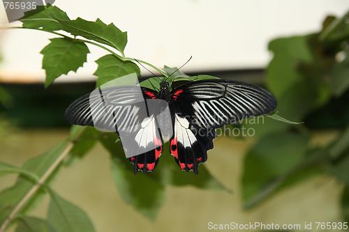 Image of A Black, White and Red Butterfly