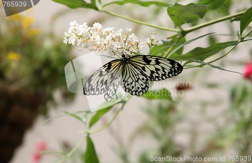 Image of A White Butterfly with White Lines