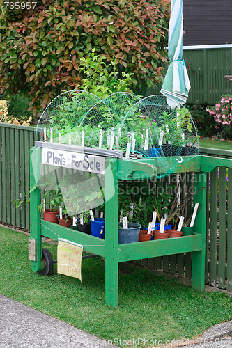 Image of Plants for sale.
