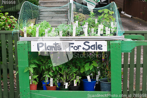 Image of Plants for sale.