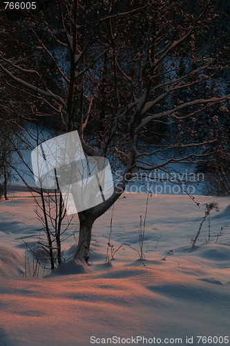 Image of Winter tree