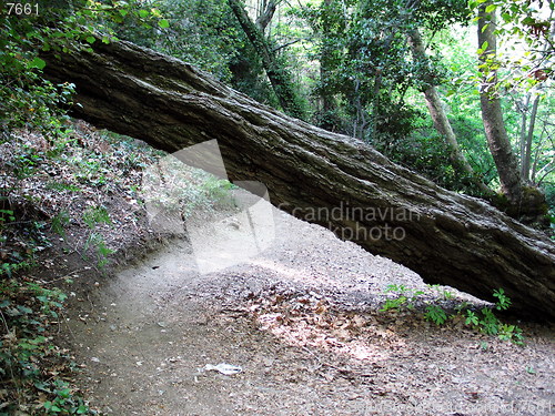 Image of Forest obstacle. Platres. Cyprus