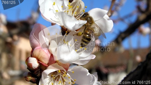 Image of Bee fetching nectar from flower