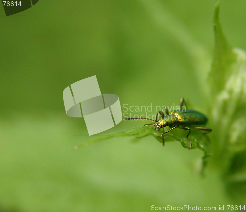 Image of Green Bug