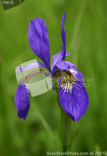 Image of Iris