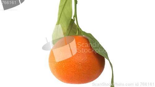 Image of Tangerine