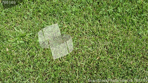 Image of Meadow