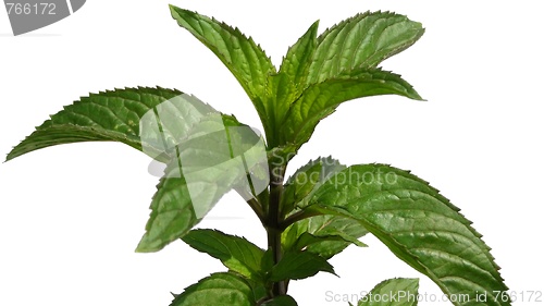 Image of Peppermint isolated