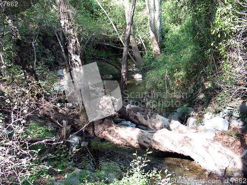 Image of Forest life. Platres. Cyprus