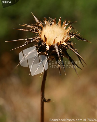 Image of Dried Thistle