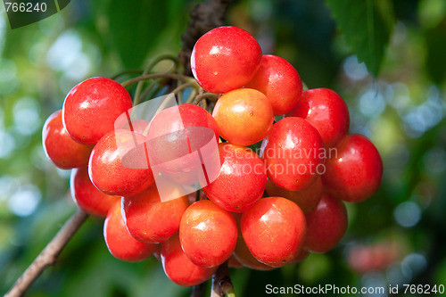 Image of Sweet cherries