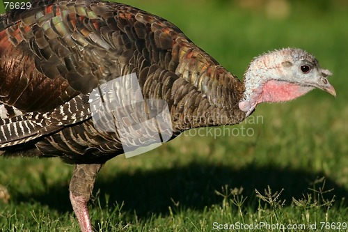 Image of The Turkey