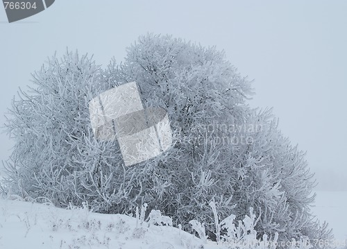 Image of Frosty Winter Shrub