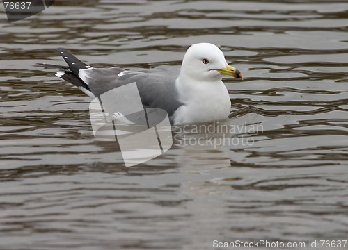 Image of The Gull