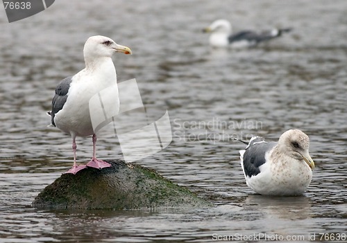 Image of Three Gulls