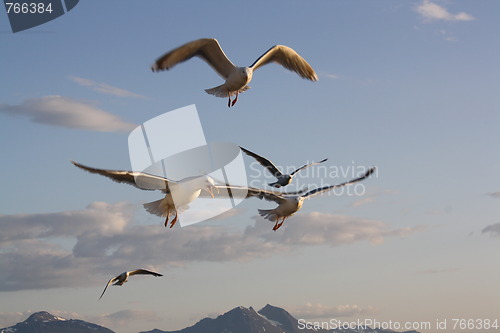 Image of Seaguls and mountain