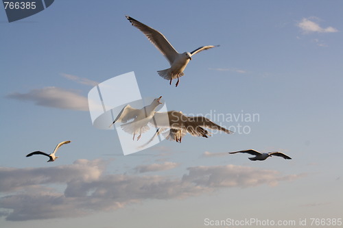 Image of Seagulls in flight
