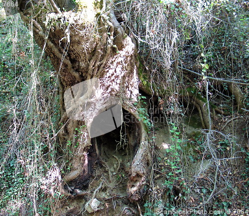 Image of Hollow tree