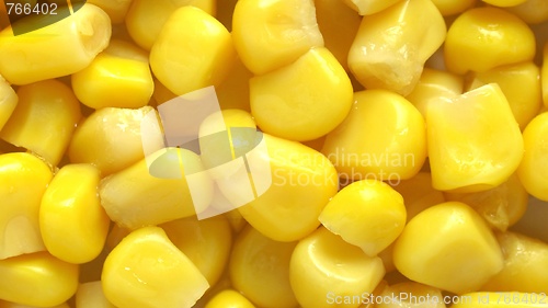 Image of Maize corn