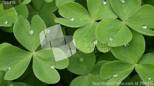Image of Shamrock