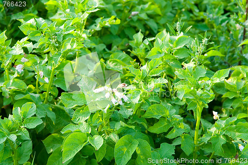 Image of Potatoes in the field