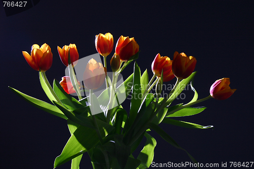 Image of Tulips in studio