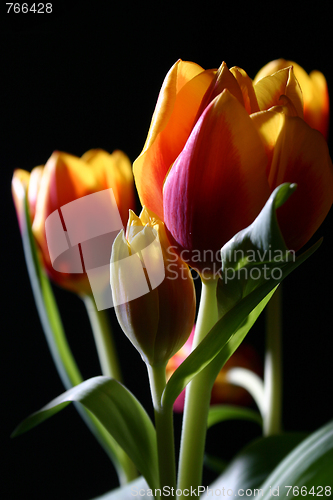 Image of Tulips in studio