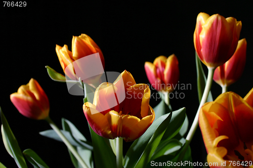Image of Tulips in studio